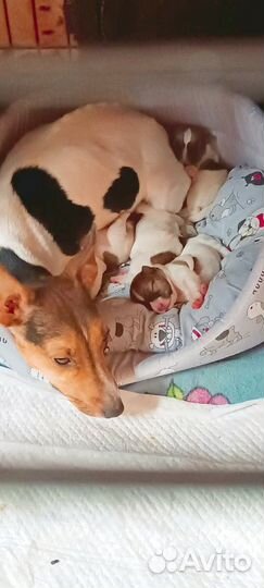 Шикарные щенки джек рассел