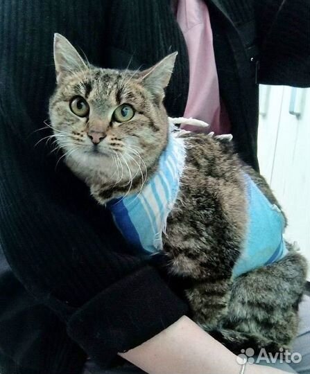 Кошка Матрешка