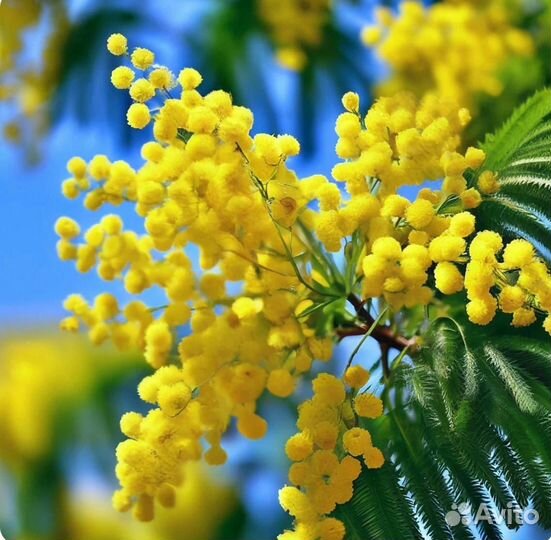 Мимоза Букет