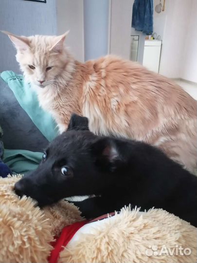 Домашние животные собаки щенки