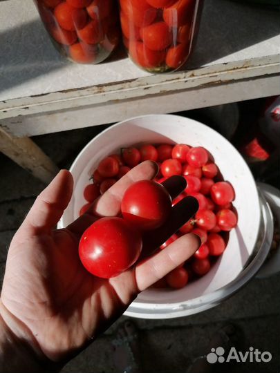 Рассада перец, помидоры, баклажаны, капуста