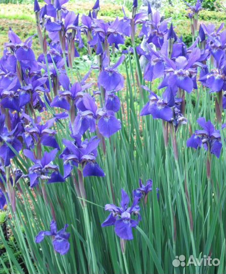 Продам садовые растения