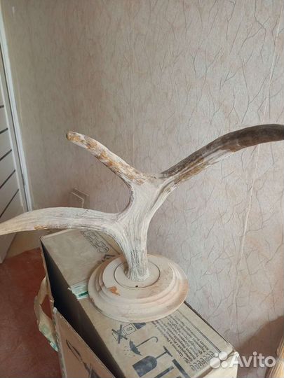 Продам рога лося