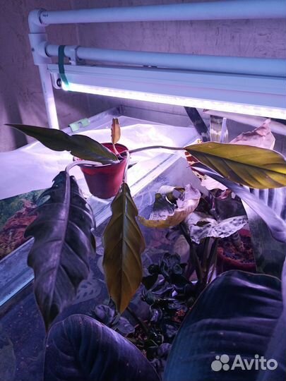 Маранта, филодендроны и др