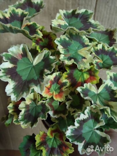 Пеларгония триколор