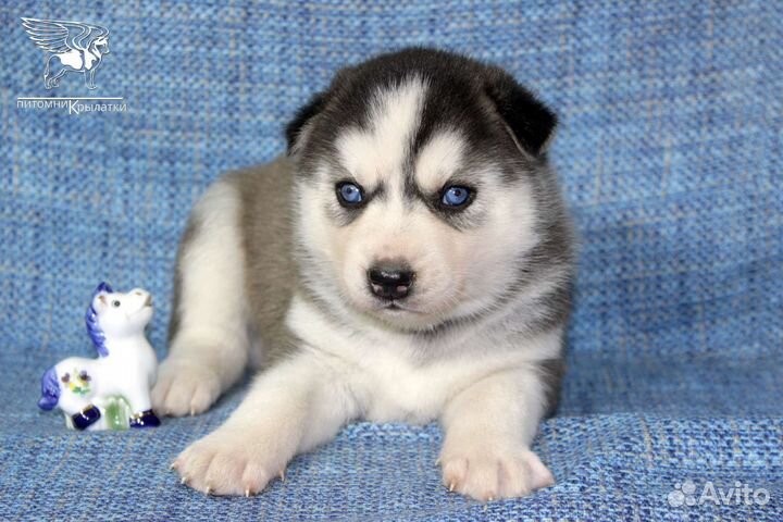 Щенки сибирской хаски