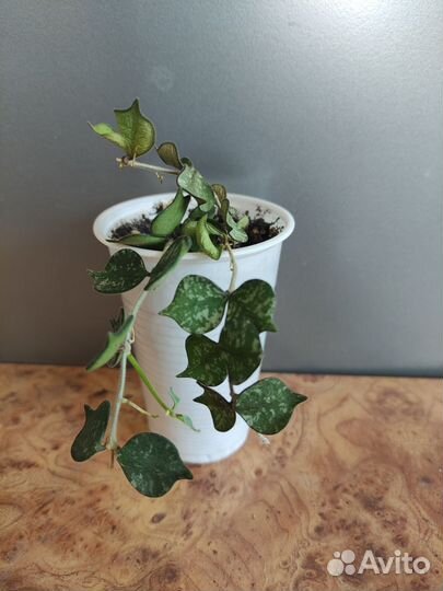 Хойя Куртиси
