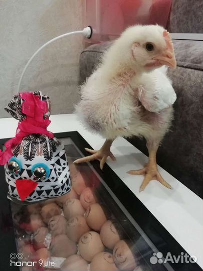 Инкубационное яйцо Бройлер, Индюк, Утка, Несушка