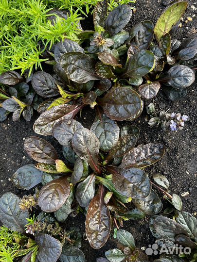 Живучка 3 сорта