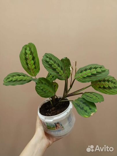 Маранта триколор