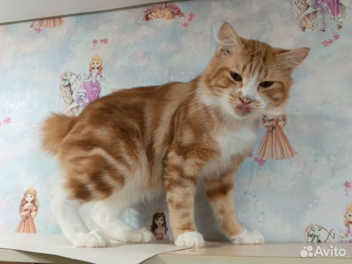 Курильский бобтейл