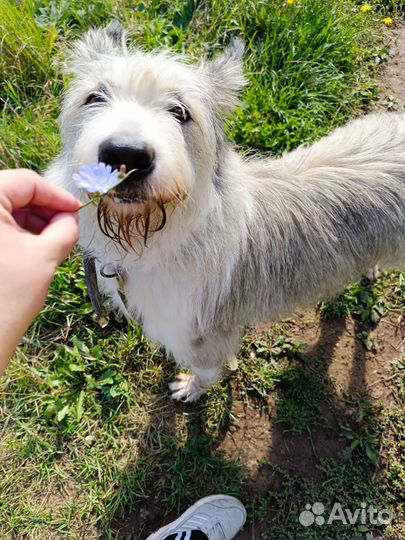Собака в добрые руки, терьер