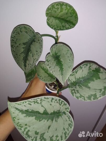 Сциндапсусы, Фикусы (ампел) -лианы