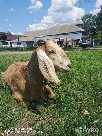 Нубийская коза