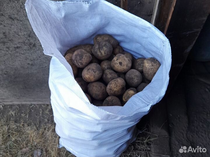 Картофель гала