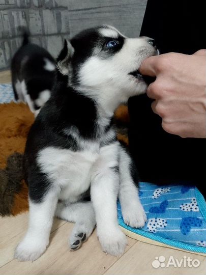 Сибирский хаски