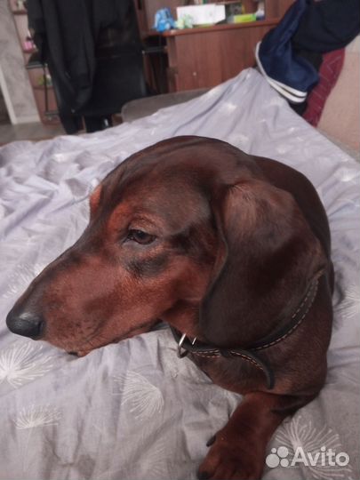 Вязка такса стандартная