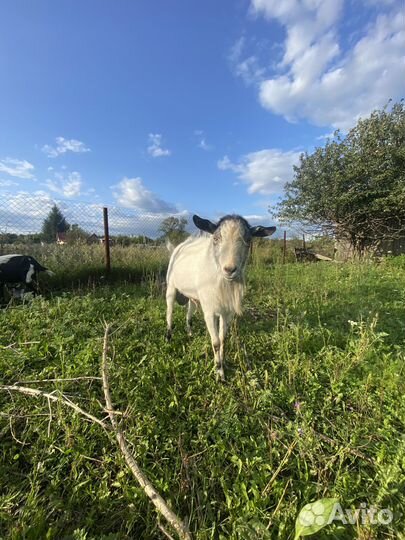 Баран на племя, козел на племя альпийской породы