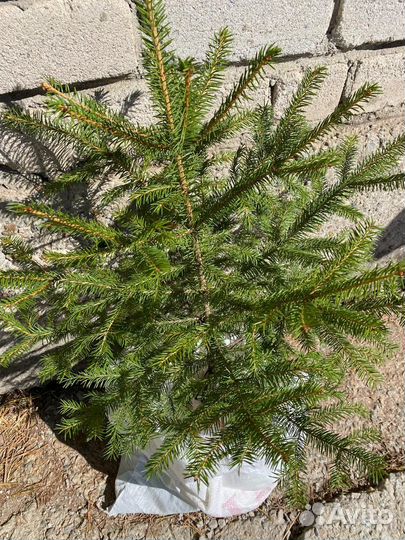 Саженцы деревьев и кустарников