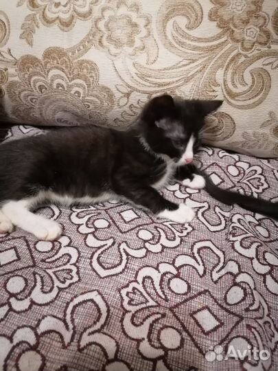 Отдам котенка