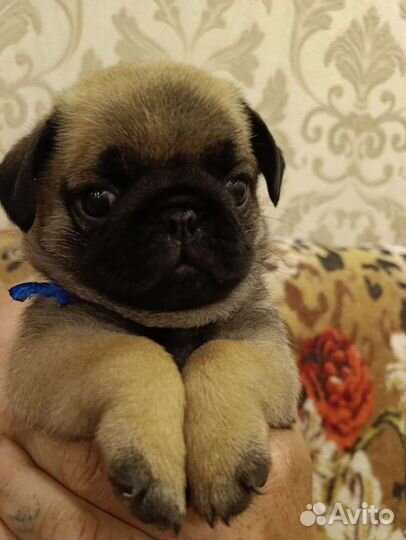 Щенки мопса