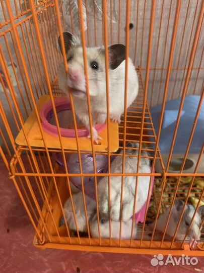 Сирийский хомяк