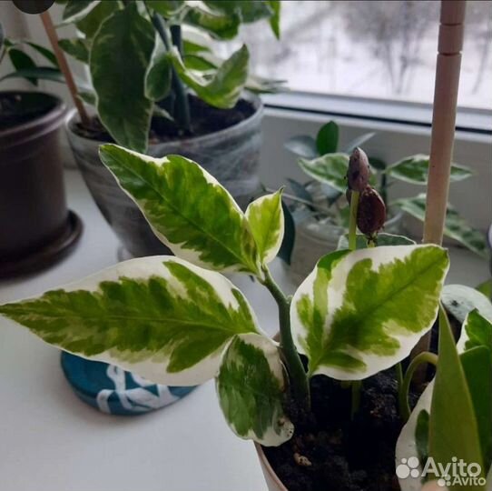 Педилантус