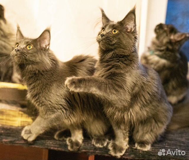 Котята мейн-кун