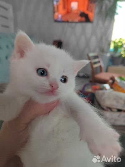 Скотишь Страйт Шотландская