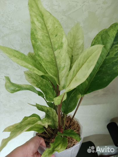 Редкие растения