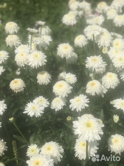 Многолетние цветы