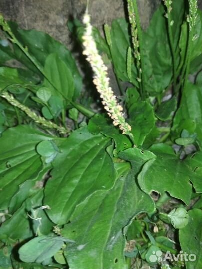 Семена подорожника