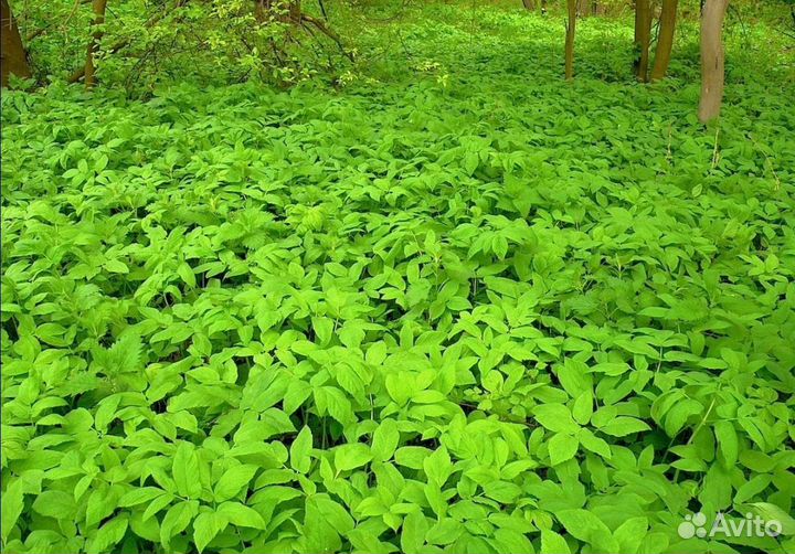 Сныть, сердец майская