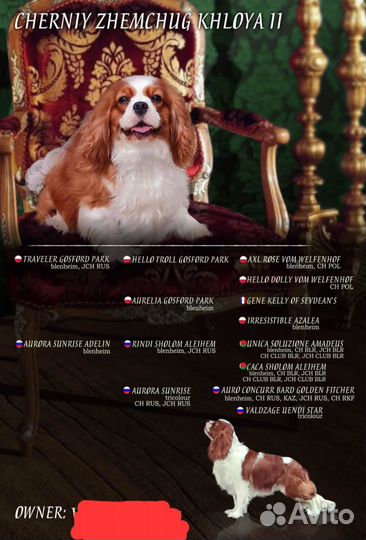 Кавалер кинг чарльз спаниель