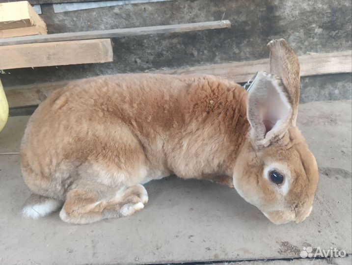 Кролики породы рекс