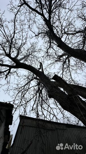 Гецкий орех под слэбы на спил