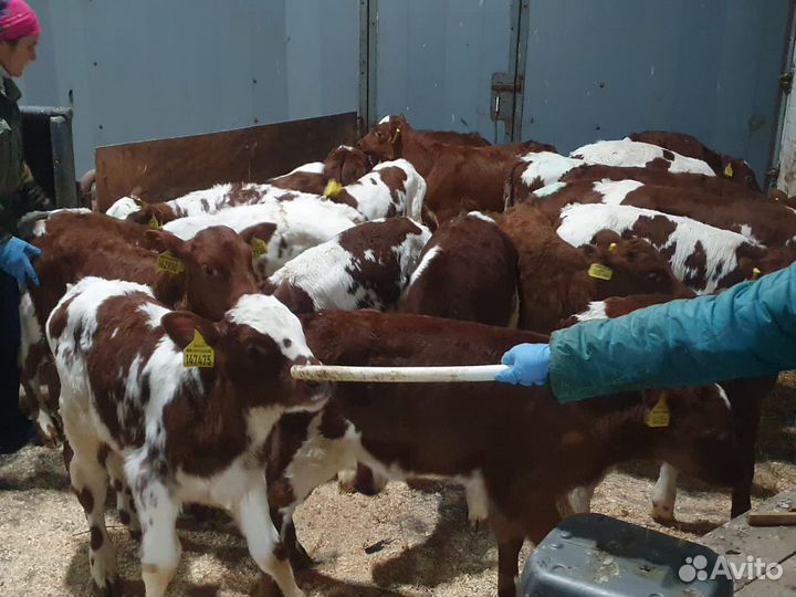 Телята мясной породы бычки