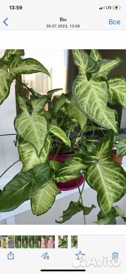 Лягушка (Сингониум)