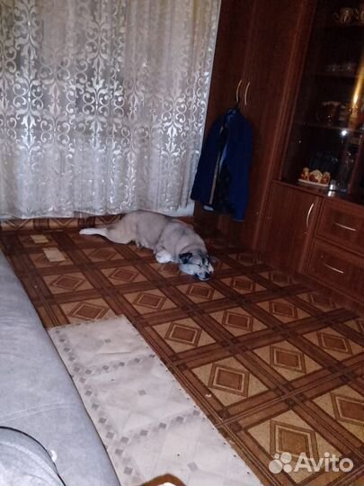 Собака в добрые руки отдам бесплатно