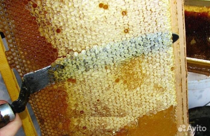 Мед натуральный с Алтая оптом от 16 кг