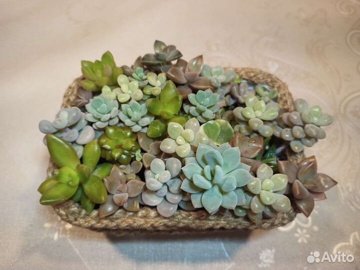 Композиция из суккулентов