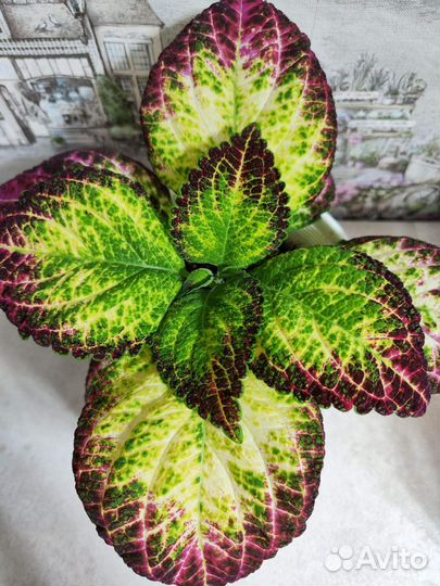 Колеус аватар