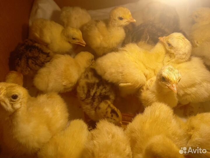 Инкубационное яйцо индейки,индюшата, индейки