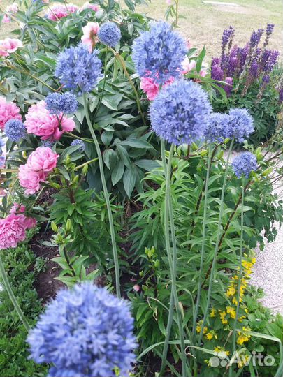 Декоративные луки