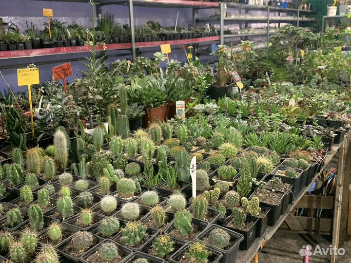 Кактусы, суккуленты, разные сорта из питомника