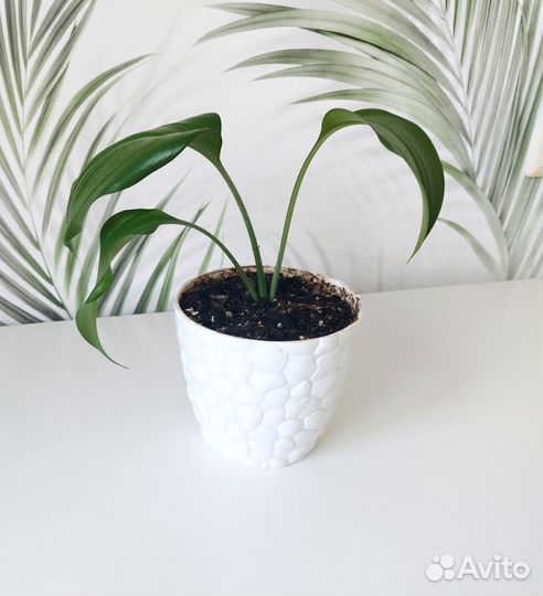 Эухарис амазонская лилия в горшке