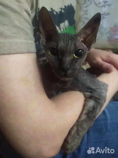 Девочка ищет жениха