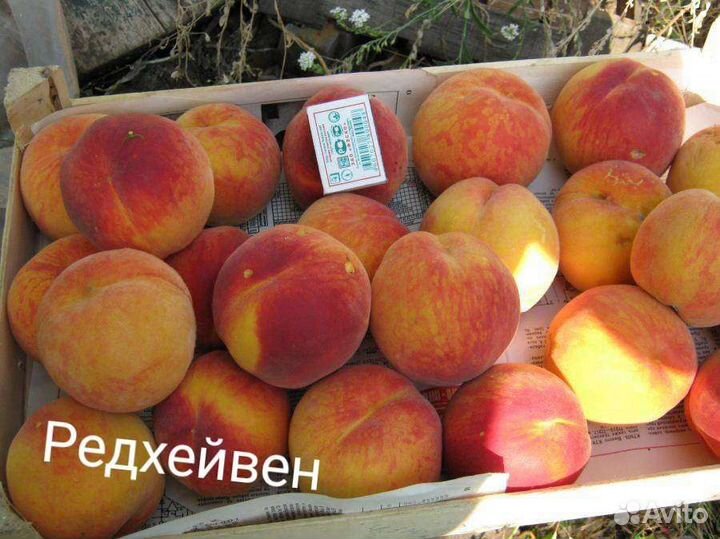 Саженцы персика