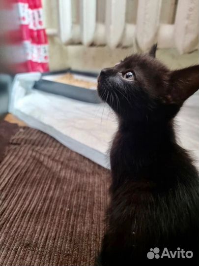 Черные котятки, мальчики и девочки, ищут семьи