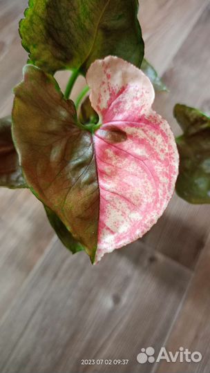 Сингониум Клубничный лед